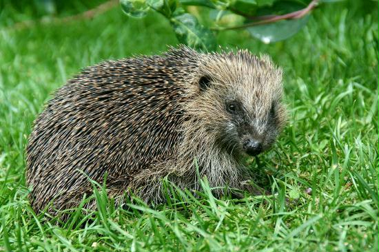Hedgehog <i>Erinaceus europaeus</i>